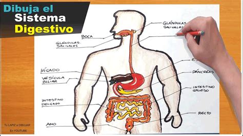 Dibujo Del Cuerpo Humano C Mo Dibujar Dibujar El Sistema Digestivo