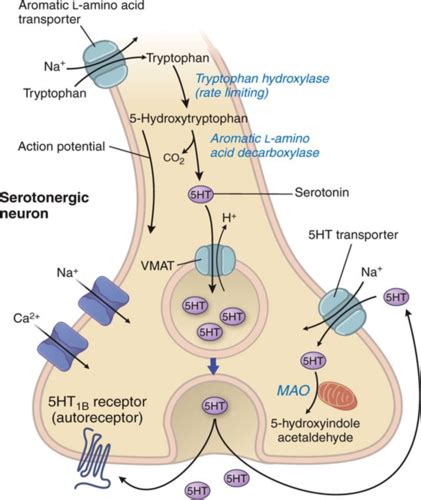 Neurotransmitters Flashcards Quizlet