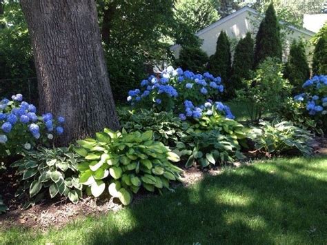 Blue Hydrangeas And Hosta Bed Hydrangea Landscaping Shade Landscaping Front Yard Landscaping