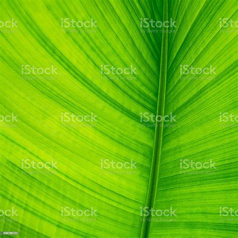 Background Daun Pisang 55 Koleksi Gambar