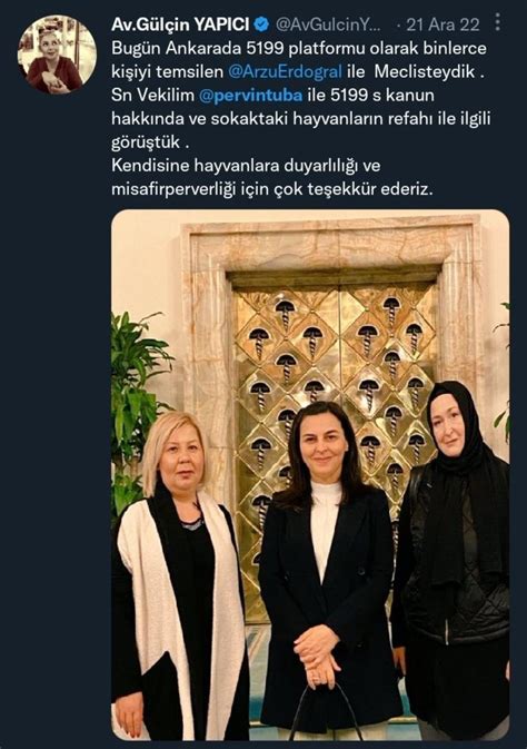 Sedobeyy on Twitter kıymetli yavrular mı Sokakta pis başı boş itler