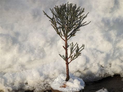 Giant Sequoia in it's native habitat : r/Bonsai