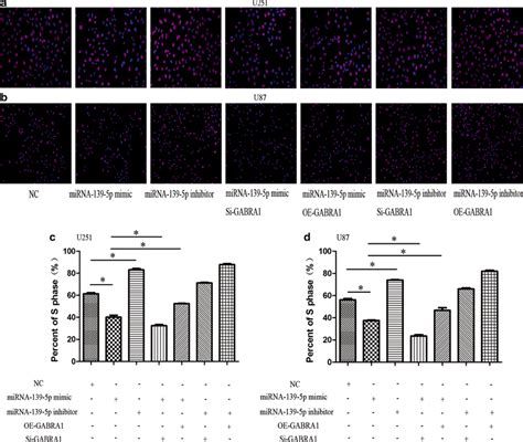 Edu Assay In U251 And U87 Cells After Transfection With Mirna 139 5p