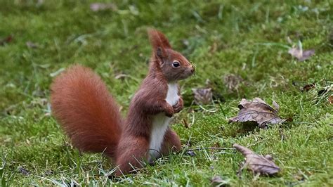 Red And Grey Squirrels Go Head To Head In Nut Iq Test Uk News Sky News