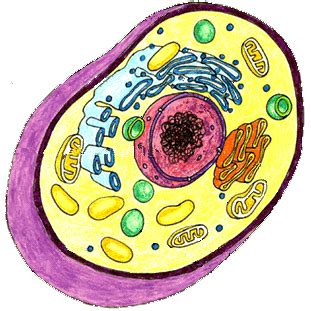 Blank Animal Cell Diagram - ClipArt Best