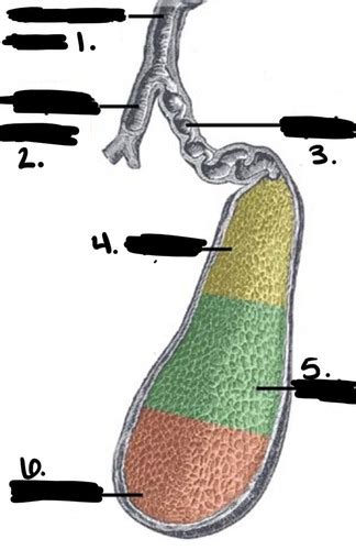 Chapter Quiz Sectional Anatomy Flashcards Quizlet