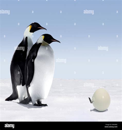 Mother baby emperor penguin hi-res stock photography and images - Alamy