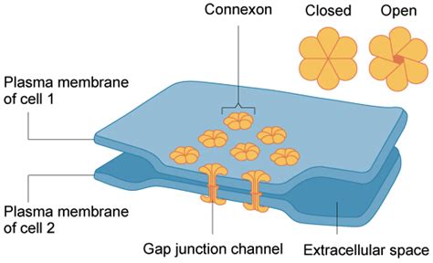 Desmosomes Tight Junctions And Gap Junctions