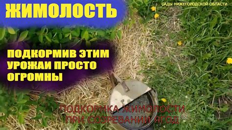 Подкормка жимолости.Подкормка жимолости весной - YouTube
