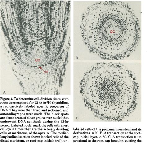 Figure From The Organization And Function Of The Root Apex Recent