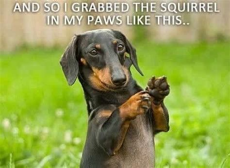 50 Funniest Dachshund Memes