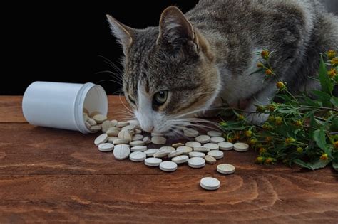 Envenenamiento Por Tylenol En Gatos Causas S Ntomas Y Tratamiento