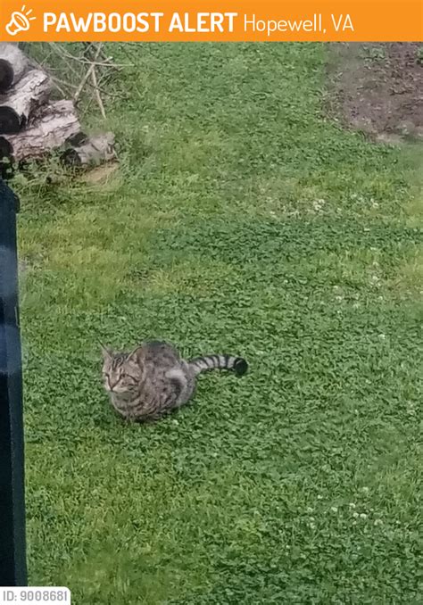 Hopewell Va Stray Cat Found Near Near Rd And Richmond St Hopewell