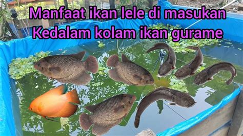 Manfaat Ikan Lele Di Campur Kolam Sama Ikan Gurame Dan Nila Youtube