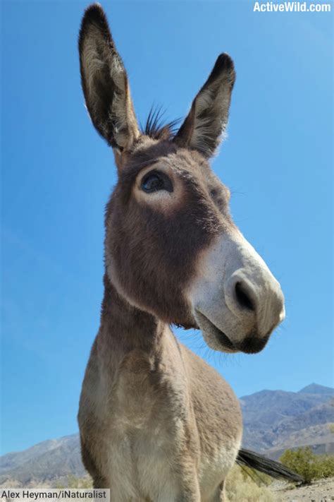 Donkey Facts Pictures And Information Complete Species Guide