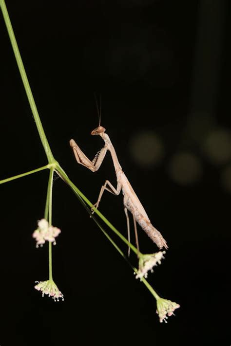 Praying Mantis on Grass Flower · Free Stock Photo