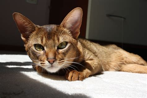 Abyssinian Cat Urfan Almost 11 Months Abyssinian Cats North Africa