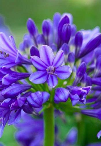 Agapanthus Brillant Blue Horticulture Dumont