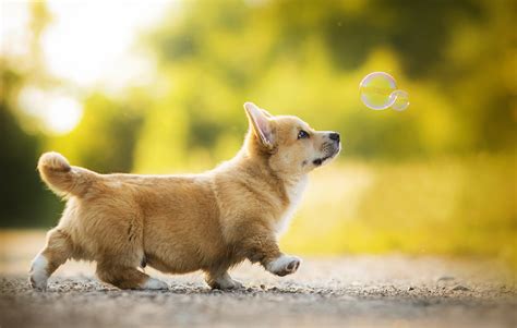 Playful Corgi Puppy Hd Wallpaper