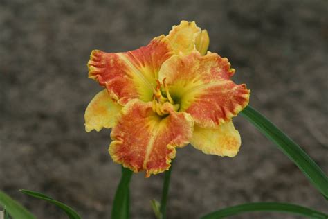 Hemerocallis Beyond Riches | Verschoor Horticulture