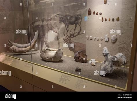 Fossili Della Fauna Palaitica Del Fiume Peinios I Fossili Di 45 35000