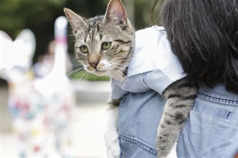 Todo Lo Que Necesitas Saber Sobre La Duraci N Del Celo En Los Gatos