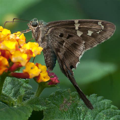 Long Tailed Skipper