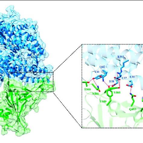 Interfacial Binding Interactions Between WT RBD And ACE2 Receptor