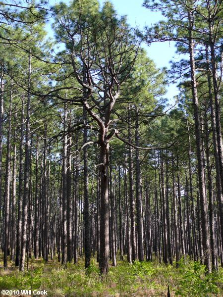 Longleaf Pine (Pinus palustris)