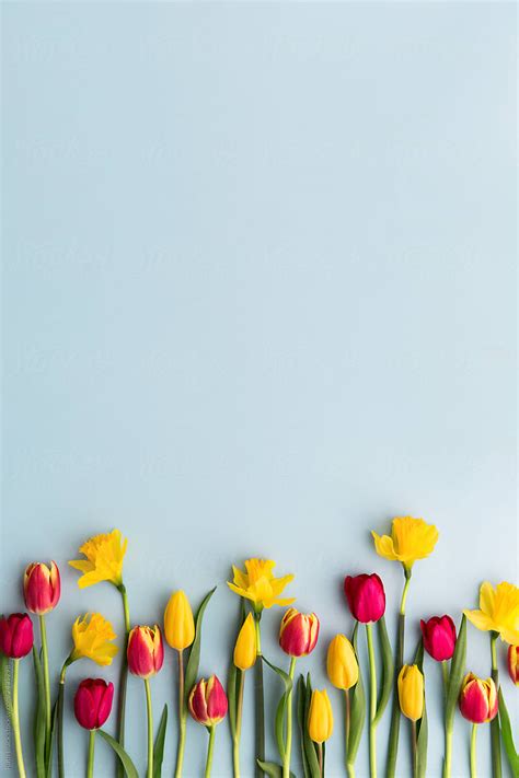 "Red And Yellow Tulips" by Stocksy Contributor "Ruth Black" - Stocksy