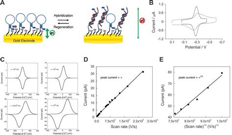 Voltammetric Behavior Of Dna Based Sensors With Surface Bound