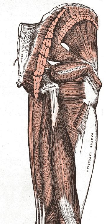 Muscles Of The Knee And Hip