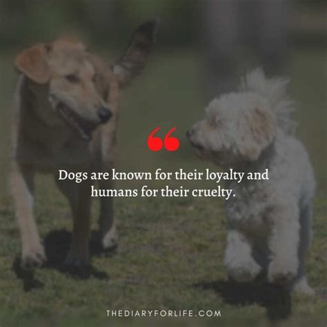 45 Quotes About Animal Abuse To Stop Animal Cruelty