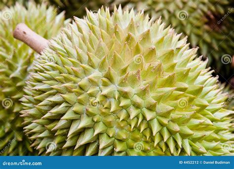 Durian fruit stock photo. Image of pointed, sharp, durian - 4452212