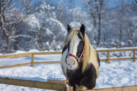 Horse Farm Winter - Free photo on Pixabay