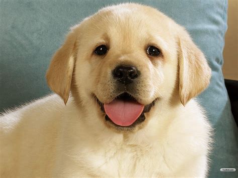 🔥 [140+] Cute Dogs Wallpapers | WallpaperSafari