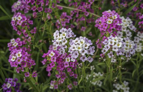 Lobularia maritima - Изображение особи - Плантариум