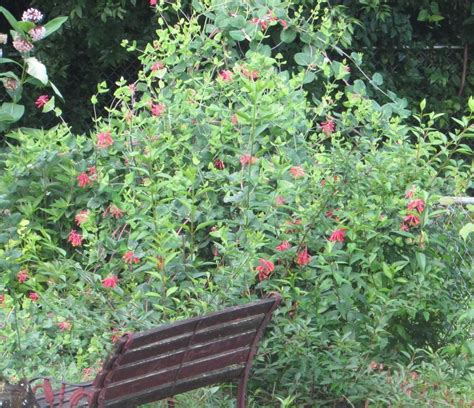 Honeysuckle Vine Can Evoke Strong Feelings - Garden.org