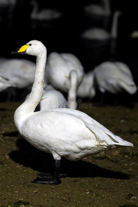 A Closeup Of A Whooper Swan Stock Image Image Of Solitary Beak