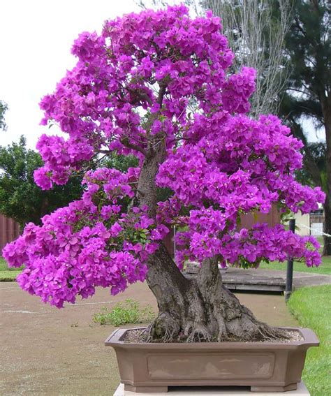 Amazing Bonsai Trees E A Bbcd Bonsais Plantas Bonsai