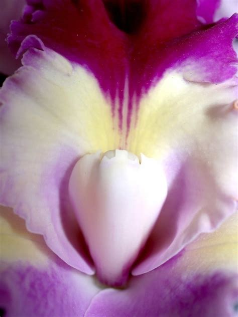 Free picture: flower, nature, garden, orchid, blossom, fragrant