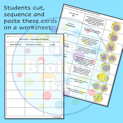 Cell Cycle Mitosis Card Sort Made By Teachers