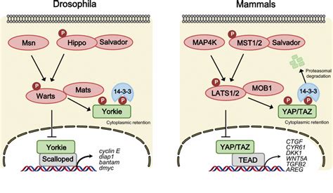 Core Hippo Pathway Components In Drosophila And Mammals In Drosophila