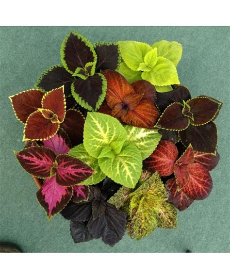 Coleus Blumei Rainbow Mixed Buy Online Vegetable Flower Seeds Garden