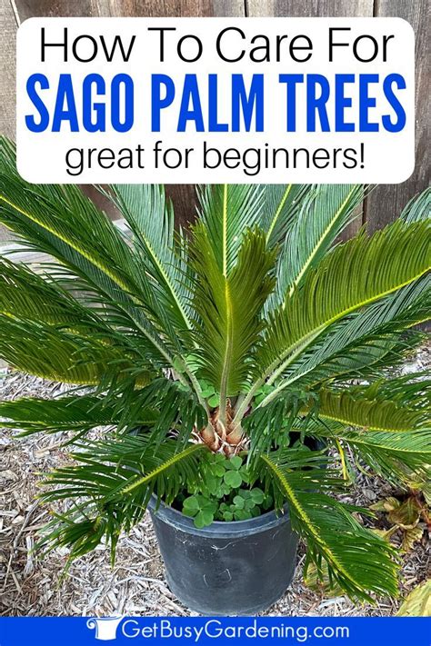 Close Up Of A Sago Palm In A Container In A Yard Palm Tree Care Palm Trees Sago Palm Care