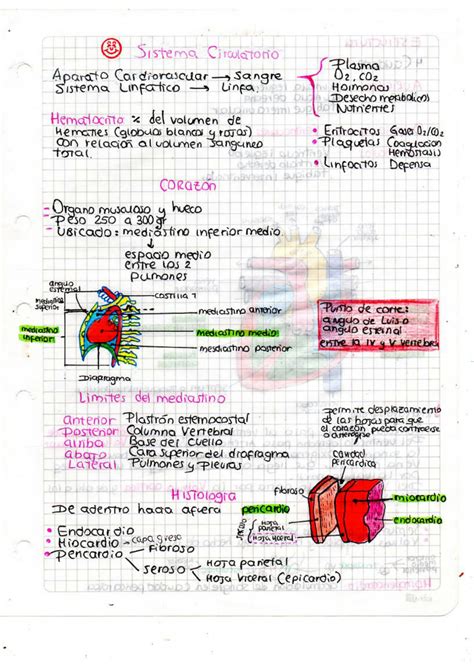 Solution Resumen Fisiologia Sist Cardiaco Studypool