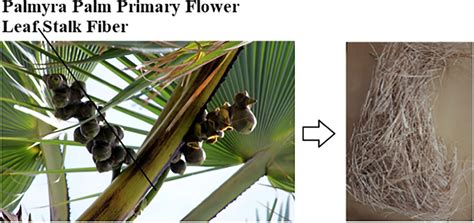 Palmyra palm primary flower leaf stalk fiber (PPFLSF) | Download ...