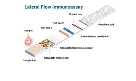 Sensitive Environmental Dna Detection Via Lateral Flow Off