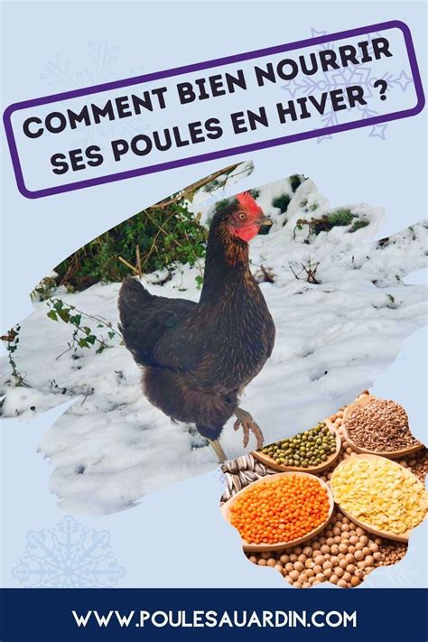 Comment Bien Nourir Ses Poules En Hiver Artofit