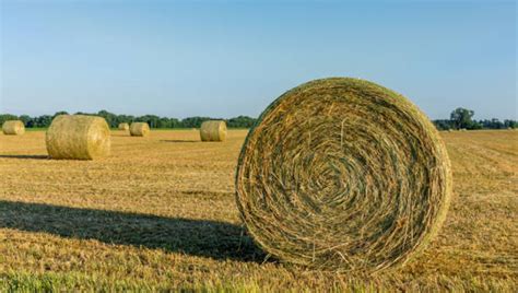 Feed Type Bluestem Mature Dry Matter % 61 Energy--Total Digestible Nutrient % 50 Crude Protein ...